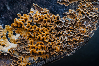 <i class='fa fa-user'></i> Eef Kieft |  Gele Korstzwam  <i class='fa fa-eye'> 42</i>  <i class='fa fa-thumbs-up'> 2</i>   <i class='fa fa-comment-o'> 3</i>