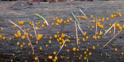 <i class='fa fa-user'></i> guidomwm |  Oranje Druppelzwam  <i class='fa fa-eye'> 33</i>   <i class='fa fa-comment-o'> 0</i>