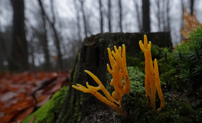 <i class='fa fa-user'></i> nelappelmelk |  Kleverig Koraalzwammetje  <i class='fa fa-eye'> 23</i>  <i class='fa fa-thumbs-up'> 2</i>   <i class='fa fa-comment-o'> 2</i>