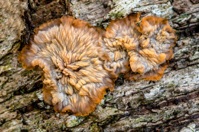 <i class='fa fa-user'></i> Johan van Gurp |  Oranje Aderzwam  <i class='fa fa-eye'> 34</i>  <i class='fa fa-thumbs-up'> 1</i>   <i class='fa fa-comment-o'> 2</i>