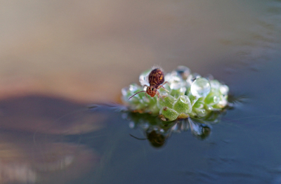 <i class='fa fa-user'></i> Nel R |  Dicyrtomina ornata  <i class='fa fa-eye'> 69</i>  <i class='fa fa-thumbs-up'> 2</i>   <i class='fa fa-comment-o'> 4</i>