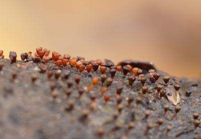 <i class='fa fa-user'></i> Jelle Bakker |  Witdekselkalkbekertje  <i class='fa fa-eye'> 29</i>   <i class='fa fa-comment-o'> 1</i>