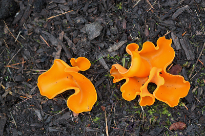 <i class='fa fa-user'></i> Paul Vandebroek |  Grote Oranje Bekerzwam  <i class='fa fa-eye'> 36</i>   <i class='fa fa-comment-o'> 3</i>