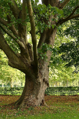 <i class='fa fa-user'></i> frbeuming |  Gewone Esdoorn  <i class='fa fa-eye'> 36</i>   <i class='fa fa-comment-o'> 2</i>