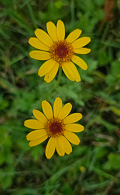 <i class='fa fa-user'></i> guidomwm |  Gele Ganzenbloem  <i class='fa fa-eye'> 21</i>   <i class='fa fa-comment-o'> 2</i>