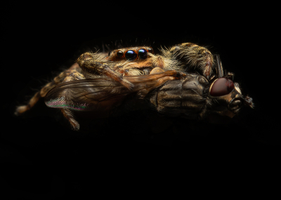 <i class='fa fa-user'></i> daan de vos |  Springspin sp.  <i class='fa fa-eye'> 87</i>  <i class='fa fa-thumbs-up'> 8</i>   <i class='fa fa-comment-o'> 5</i>