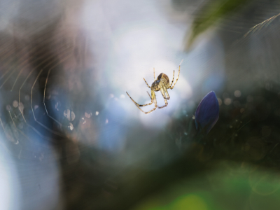 <i class='fa fa-user'></i> Niels Prinsen |  Wielwebspin  <i class='fa fa-eye'> 52</i>  <i class='fa fa-thumbs-up'> 2</i>   <i class='fa fa-comment-o'> 2</i>