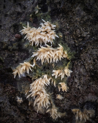 <i class='fa fa-user'></i> Johan van Gurp |  Bleke Stekelkorstzwam  <i class='fa fa-eye'> 30</i>  <i class='fa fa-thumbs-up'> 3</i>   <i class='fa fa-comment-o'> 2</i>