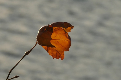 <i class='fa fa-user'></i> frbeuming |  Gewone Plataan  <i class='fa fa-eye'> 10</i>   <i class='fa fa-comment-o'> 1</i>