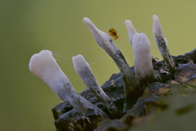 <i class='fa fa-user'></i> janvangastel |  Geweizwam  <i class='fa fa-eye'> 19</i>   <i class='fa fa-comment-o'> 1</i>