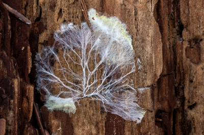 <i class='fa fa-user'></i>&nbsp;Johan van Gurp&nbsp;|  Dakloze Huiszwam&nbsp; <i class='fa fa-eye'>&nbsp;62</i> &nbsp;<i class='fa fa-thumbs-up'>&nbsp;1</i> &nbsp; <i class='fa fa-comment-o'>&nbsp;5</i>