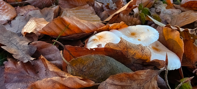 <i class='fa fa-user'></i>&nbsp;guidomwm&nbsp;|  Bleekrandslijmkop&nbsp; <i class='fa fa-eye'>&nbsp;42</i> &nbsp; <i class='fa fa-comment-o'>&nbsp;8</i>