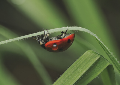 Je blijft deze beestjes tegenkomen nu. Deze hing op de kop en vond dit wel grappig voor het beeld