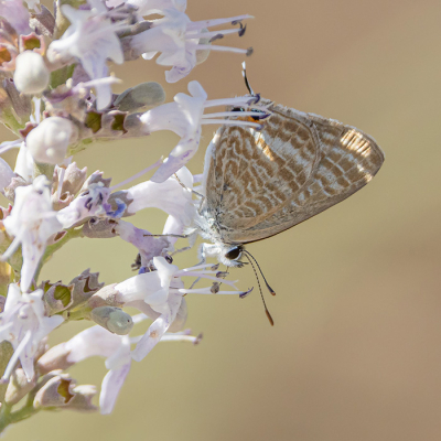 <i class='fa fa-user'></i> Tom | Tijgerblauwtje  <i class='fa fa-eye'> 66</i>  <i class='fa fa-thumbs-up'> 3</i>   <i class='fa fa-comment-o'> 4</i>