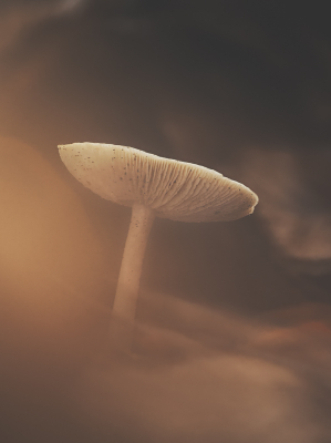 <i class='fa fa-user'></i> Niels Prinsen |  Beukwortelzwam  <i class='fa fa-eye'> 45</i>   <i class='fa fa-comment-o'> 1</i>