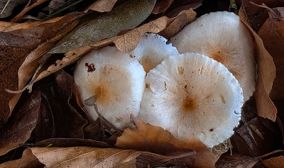 <i class='fa fa-user'></i> guidomwm |  Bleekrandslijmkop  <i class='fa fa-eye'> 42</i>   <i class='fa fa-comment-o'> 4</i>