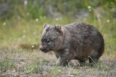 Nature picture: 1. Wombat