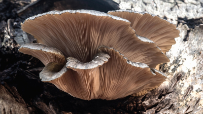 <i class='fa fa-user'></i> Johan van Gurp |  Groene Schelpzwam  <i class='fa fa-eye'> 37</i>   <i class='fa fa-comment-o'> 2</i>