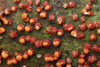 <i class='fa fa-user'></i> Jelle Bakker |  Gewoon Meniezwammetje  <i class='fa fa-eye'> 55</i>   <i class='fa fa-comment-o'> 2</i>