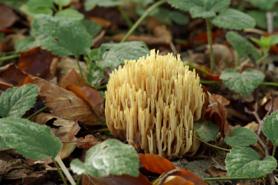 <i class='fa fa-user'></i> Jelle Bakker |  Rechte Koraalzwam  <i class='fa fa-eye'> 45</i>   <i class='fa fa-comment-o'> 3</i>