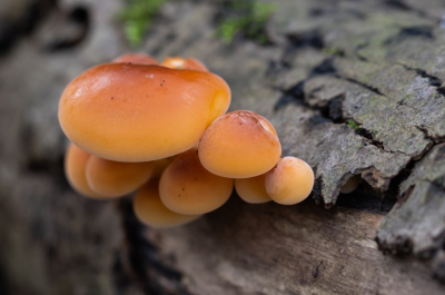 <i class='fa fa-user'></i> David |  Gewoon Fluweelpootje  <i class='fa fa-eye'> 35</i>   <i class='fa fa-comment-o'> 1</i>