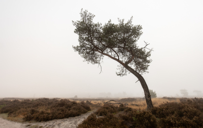 <i class='fa fa-user'></i> Pieter  LJ |  Buigende boom  <i class='fa fa-eye'> 49</i>   <i class='fa fa-comment-o'> 2</i>