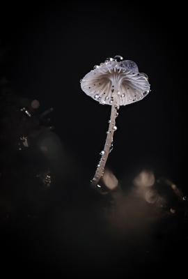 <i class='fa fa-user'></i> Niels Prinsen |  Mycena  <i class='fa fa-eye'> 52</i>  <i class='fa fa-thumbs-up'> 1</i>   <i class='fa fa-comment-o'> 0</i>
