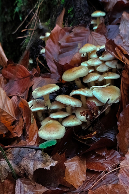 <i class='fa fa-user'></i> guidomwm |  Gewone Zwavelkop  <i class='fa fa-eye'> 49</i>   <i class='fa fa-comment-o'> 0</i>