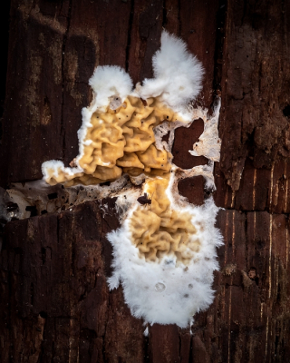 <i class='fa fa-user'></i> Johan van Gurp |  Dakloze Huiszwam  <i class='fa fa-eye'> 33</i>   <i class='fa fa-comment-o'> 0</i>