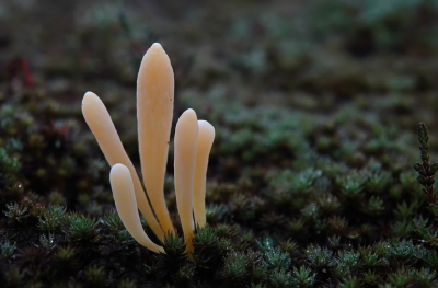 <i class='fa fa-user'></i> nelappelmelk |  Heideknotszwam  <i class='fa fa-eye'> 39</i>  <i class='fa fa-thumbs-up'> 3</i>   <i class='fa fa-comment-o'> 4</i>