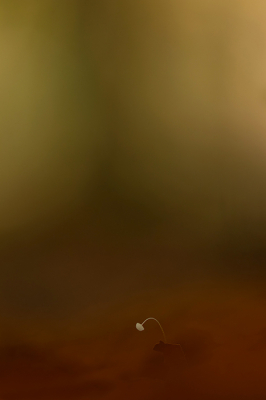 <i class='fa fa-user'></i> daan de vos |  Tengere Beukentaailing  <i class='fa fa-eye'> 6</i>   <i class='fa fa-comment-o'> 1</i>