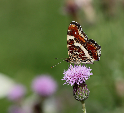 <i class='fa fa-user'></i> Paul Vandebroek |  Landkaartje  <i class='fa fa-eye'> 48</i>   <i class='fa fa-comment-o'> 0</i>