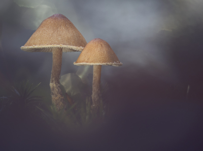 Dit is een stack van 32 foto's. Onderwerp licht ingeflitst. Ook het tegenlicht gecre�erd dmv een flitser. Het was een behoorlijk sombere en vooral donkere herfstdag