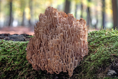 <i class='fa fa-user'></i> Johan van Gurp |  Kroontjesknotszwam  <i class='fa fa-eye'> 18</i>   <i class='fa fa-comment-o'> 0</i>