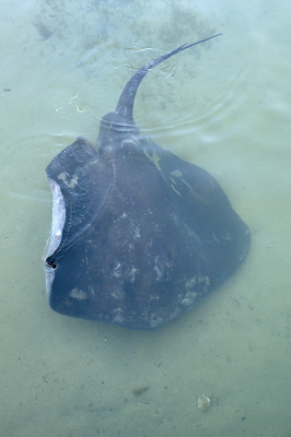 <i class='fa fa-user'></i> Eric Gibcus |  Gladde pijlstaartrog  <i class='fa fa-eye'> 17</i>   <i class='fa fa-comment-o'> 0</i>