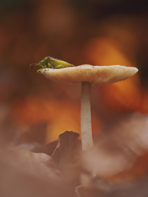 <i class='fa fa-user'></i>&nbsp;Niels Prinsen&nbsp;| Beukwortelzwam&nbsp; <i class='fa fa-eye'>&nbsp;82</i> &nbsp;<i class='fa fa-thumbs-up'>&nbsp;3</i> &nbsp; <i class='fa fa-comment-o'>&nbsp;7</i>