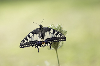 <i class='fa fa-user'></i> Tom | Koninginnenpage  <i class='fa fa-eye'> 56</i>  <i class='fa fa-thumbs-up'> 3</i>   <i class='fa fa-comment-o'> 4</i>