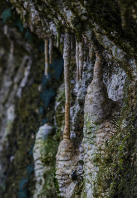 <i class='fa fa-user'></i>&nbsp;Eef Kieft&nbsp;| Druipsteengrot in de duinen van Noord-Holland ontdekt&nbsp; <i class='fa fa-eye'>&nbsp;94</i> &nbsp; <i class='fa fa-comment-o'>&nbsp;2</i>