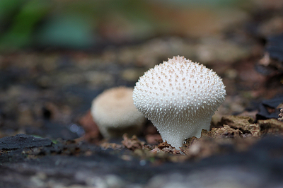 <i class='fa fa-user'></i>&nbsp;Paul Vandebroek&nbsp;| Parelstuifzwam&nbsp; <i class='fa fa-eye'>&nbsp;54</i> &nbsp;<i class='fa fa-thumbs-up'>&nbsp;2</i> &nbsp; <i class='fa fa-comment-o'>&nbsp;2</i>