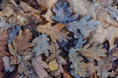 <i class='fa fa-user'></i>&nbsp;Johan van Gurp&nbsp;| Herfst&nbsp; <i class='fa fa-eye'>&nbsp;69</i> &nbsp; <i class='fa fa-comment-o'>&nbsp;2</i>