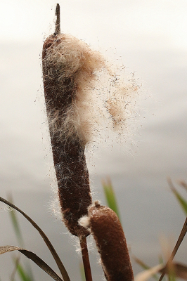 <i class='fa fa-user'></i>&nbsp;frbeuming&nbsp;|  Grote Lisdodde&nbsp; <i class='fa fa-eye'>&nbsp;53</i> &nbsp; <i class='fa fa-comment-o'>&nbsp;0</i>