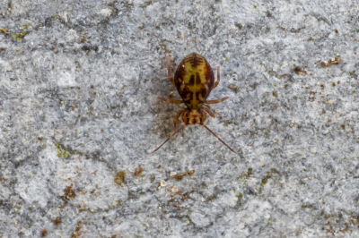 <i class='fa fa-user'></i>&nbsp;Martin Verbeeten&nbsp;|  Dicyrtomina saundersi&nbsp; <i class='fa fa-eye'>&nbsp;69</i> &nbsp; <i class='fa fa-comment-o'>&nbsp;1</i>