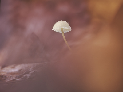 <i class='fa fa-user'></i>&nbsp;Niels Prinsen&nbsp;| Mycena&nbsp; <i class='fa fa-eye'>&nbsp;44</i> &nbsp; <i class='fa fa-comment-o'>&nbsp;1</i>