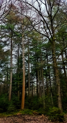 <i class='fa fa-user'></i> guidomwm | Landschap met Lariks  <i class='fa fa-eye'> 11</i>   <i class='fa fa-comment-o'> 0</i>