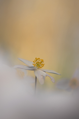 <i class='fa fa-user'></i>&nbsp;daan de vos&nbsp;|  Bosanemoon&nbsp; <i class='fa fa-eye'>&nbsp;85</i> &nbsp;<i class='fa fa-thumbs-up'>&nbsp;4</i> &nbsp; <i class='fa fa-comment-o'>&nbsp;5</i>