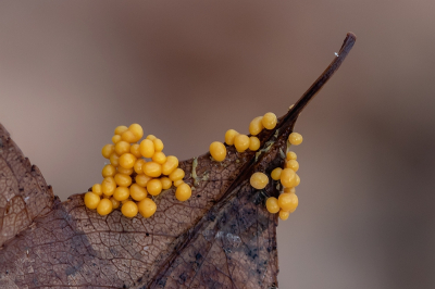 <i class='fa fa-user'></i>&nbsp;Johan van Gurp&nbsp;| Myxomyceet indet&nbsp; <i class='fa fa-eye'>&nbsp;62</i> &nbsp;<i class='fa fa-thumbs-up'>&nbsp;1</i> &nbsp; <i class='fa fa-comment-o'>&nbsp;5</i>