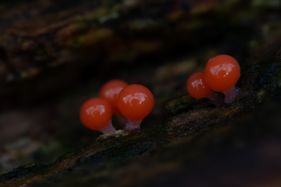 <i class='fa fa-user'></i>&nbsp;Adri Gr Nuelend&nbsp;| Peervormig Draadwatje&nbsp; <i class='fa fa-eye'>&nbsp;66</i> &nbsp;<i class='fa fa-thumbs-up'>&nbsp;7</i> &nbsp; <i class='fa fa-comment-o'>&nbsp;4</i>