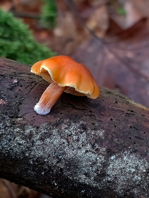 <i class='fa fa-user'></i>&nbsp;guidomwm&nbsp;| Gewoon Fluweelpootje&nbsp; <i class='fa fa-eye'>&nbsp;50</i> &nbsp; <i class='fa fa-comment-o'>&nbsp;6</i>