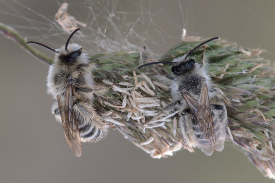 <i class='fa fa-user'></i>&nbsp;Johan van Gurp&nbsp;| Pluimvoetbij&nbsp; <i class='fa fa-eye'>&nbsp;67</i> &nbsp;<i class='fa fa-thumbs-up'>&nbsp;8</i> &nbsp; <i class='fa fa-comment-o'>&nbsp;4</i>