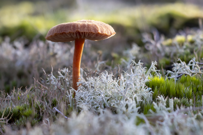 <i class='fa fa-user'></i>&nbsp;Martin Verbeeten&nbsp;| Schubbige Fopzwam&nbsp; <i class='fa fa-eye'>&nbsp;8</i> &nbsp; <i class='fa fa-comment-o'>&nbsp;1</i>